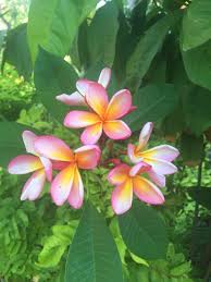 Bali Frangipani Small Gardens Frangipani Plumeria
