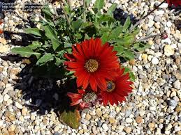 Image result for Arctotis rogersii