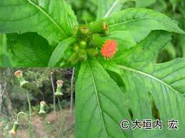 Image result for Crassocephalum crepidioides