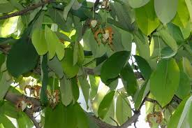 Image result for Monodora