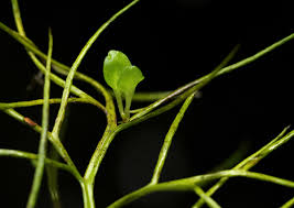 Image result for Parkeriaceae