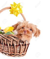 This puppy dog basket of flowers is the perfect gift for the dog lover in your family, so adopt one today for your special someone! Decorative Doggie In A Basket Puppy As A Gift Dog And Flowers Stock Photo Picture And Royalty Free Image Image 18397076