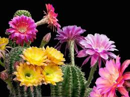Cactus flowers are so charming. Does Every Cactus Bloom World Of Succulents
