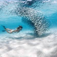 Safety In Numbers On The Crystal Clear Sand Flats Snorkelaroundtheworld For Underwater Inspiration Go To Snorkela In 2020 Palawan Types Of Whales Underwater