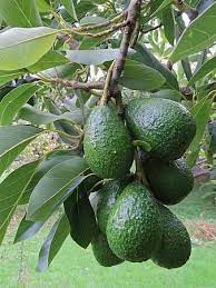We did not find results for: Avocado Avocado Fruit Fruit Tree Green Growing Organic Natural Pikist