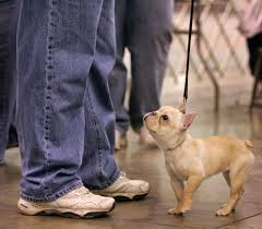 Bulldogs are arguably the highest maintenance breed of dog, being predisposed to a variety of medical conditions requiring specific and expensive care. Don T Commit To French Bulldog Without Doing Homework First Ask Dog Lady Cleveland Com