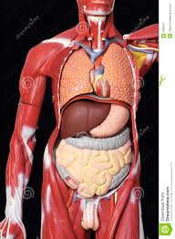 They also work in tandem to form organ systems, like the digestive system or the circulatory system. Diagram Diagram Of The Body Full Version Hd Quality The Body Ddiagram Casale Giancesare It