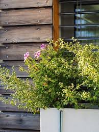 Unser Familiengarten Fur Faule Teil 1 Mit Bildern Familiengarten Garten Gemuseanbau