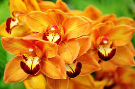 Orange Orchids Platanthera Ciliaris Schone Blumen Schoner Blumengarten Orchideen