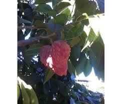 It is the second largest genus in the family after guatteria. Atemoya Red Hybrid Www Frutalestropicales Com