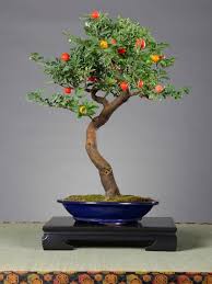 But you could also try the blueberry, cherry or quince. Bonsai Bonsai Tanaman Buah