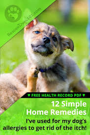 The Ultimate Guide To Home Remedies For Dog Allergies Dog Allergies Medication For Dogs Dog Care