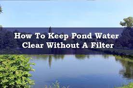 Keeping pond water crystal clear is really quite easy once you understand the importance of nitrifying bacteria and how you can use it to your advantage. How To Keep Pond Water Clear Without A Filter Pond Wiki
