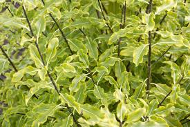 Image result for Pittosporum tenuifolium