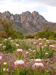 Buy flowers, balloons and gift baskets online for same day and next day local florist delivery. Organ Mountains Las Cruces Nm New Mexico Homes New Mexico Usa New Mexico