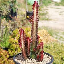 Image result for Euphorbia kilwana
