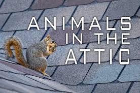Rats Squirrels And Birds Oh My How Often Do You Check Your Attic Or Roof For Signs Of Pests Recognize The Signs And Put A Attic Animals Commercial Roofing