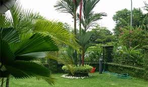 Tanaman hias batang yang identik dengan tanaman gurun ini adalah jenis tanaman hias yang sering ditaruh di pekarangan rumah agar rumah terlihat lebih indah. Jenis Jenis Tanaman Hias Batang Ali Mustika Sari