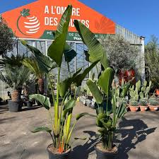 Image result for Strelitzia