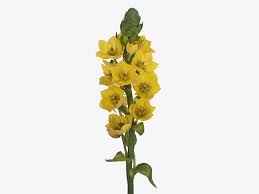 Image result for Ornithogalum pulchrum