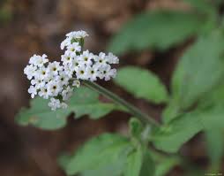 Image result for Heliotropium lineare