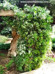 Image result for Asparagus falcatus