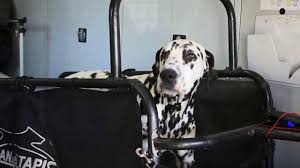 Un chat viendra vers vous, et ce chat, et bien, il vous aura adopté ! Chiens Au Refuge Hunde