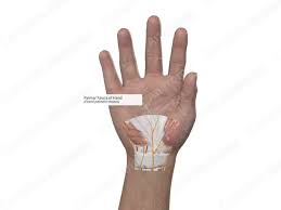Image result for Hand Anatomy