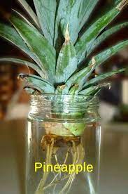 Best Fruits And Vegetables You Can Regrow From Kitchen Scraps Growing Pineapple Growing Pineapple From Top Plants