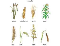 Once you start looking for darnel, it's everywhere. The Importance Of Annual Grasses Poaceae Ecosystems United