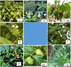 Image result for Morinda