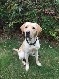 A Pupdate On An Animal Allies Star Animals First Lego League Ally