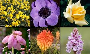 We did not find results for: So That S What Their Bloomin Names Mean Here Are The Stories Behind Our Favourite Flowers Daily Mail Online