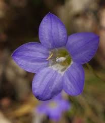 Westringia fruticosa prostrate 'flat n fruity' wahlenbergia gloriosa. Wahlenbergia Stricta