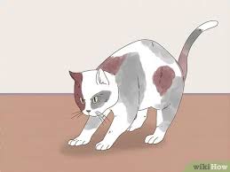Pick up new parts for each battle, constantly improving and upgrading your bot. 3 Ways To Know If Cats Are Playing Or Fighting Wikihow Pet
