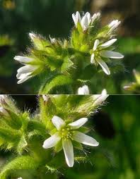 Image result for Cerastium glomeratum