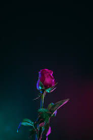 A collection of the top 53 cool rose wallpapers and backgrounds available for download for free. 750 Single Rose Pictures Download Free Images On Unsplash