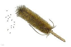 Image result for Dipsacus pinnatifidus