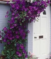 Эти клематисы получится вырастить каждому! Winterharte Clematis Triologie 1a Pflanzen Baldur Garten