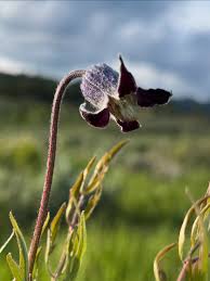 Image result for Clematis hirsuta