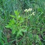 Image result for Erigeron steudelii