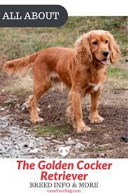 Maybe you would like to learn more about one of these? Golden Retriever Cocker Spaniel Mix Golden Cocker Retriever 101 Golden Cocker Retriever Golden Retriever Cocker Spaniel Mix Cocker Spaniel Mix