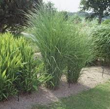 Japanskt Gras Gracillimus Prydnadsgras