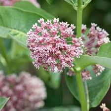 Image result for Asclepias palustris