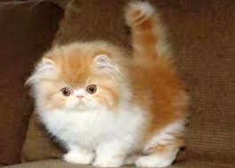 Adapun kucing persia flatnose berasal dari amerika serikat. Daftar Harga Kucing Persia Untuk Semua Jenis Dan Usia Yoadit Com