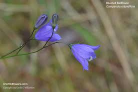 Maybe you would like to learn more about one of these? Us Wildflower S Database Of Blue Wildflowers For Washington