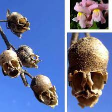 Snapdragons Make Cute Flowers But When They Die They Turn Into Skulls Snapdragon Flowers Flower Skull Snapdragons