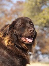 2 sets of shots, routine deworming, microchipped, health checked by a veterinarian, cardiologist checks. Newfoundland Lab Mix