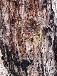 Image result for Burkea africana