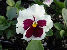 Pansy Inspire White With Red Blotch Pansies Seeds Large Flowers